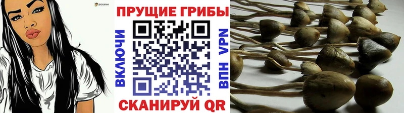 нарко площадка Telegram продажа наркотиков Нижний Тагил Псилоцибиновые грибы Cubensis